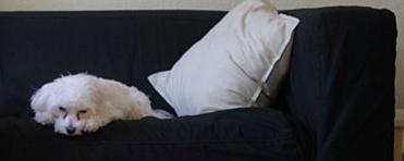 dog-and-pussy-small.jpg